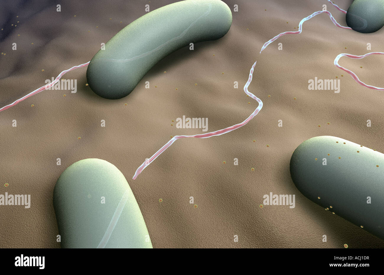 Rod shaped bacteria Stock Photo