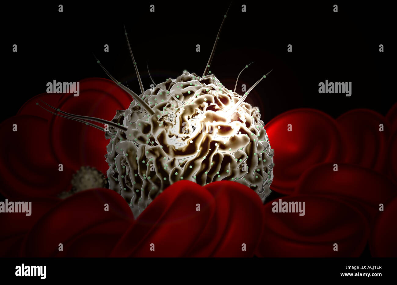 Hematopoietic stem cell hi-res stock photography and images - Alamy