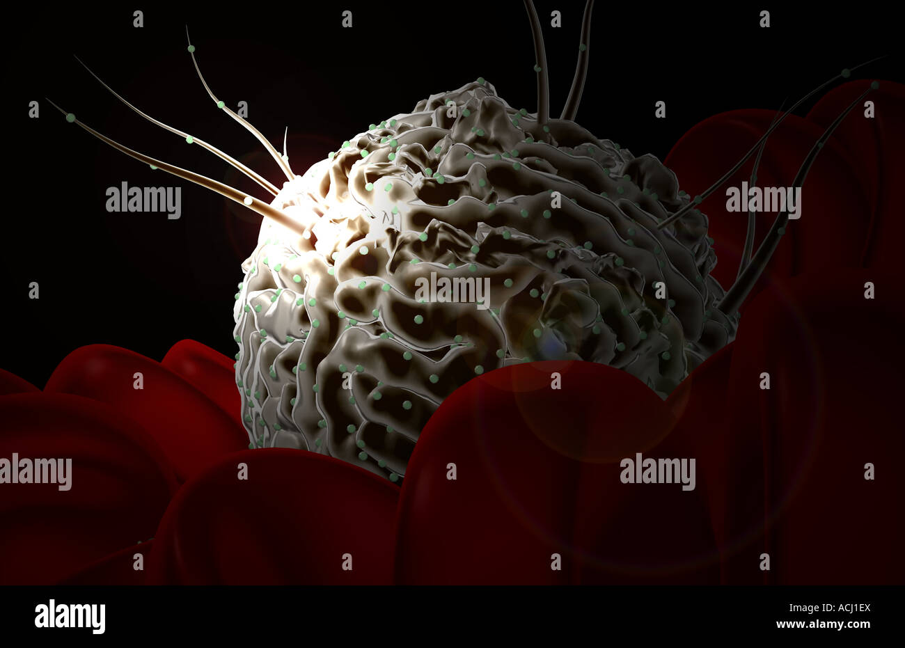 Hematopoietic stem cell hi-res stock photography and images - Alamy
