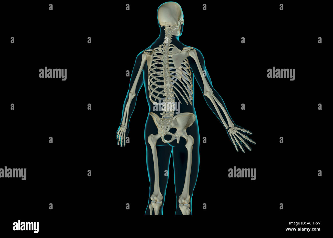 Upper Body Bone Structure High Resolution Stock Photography and Images