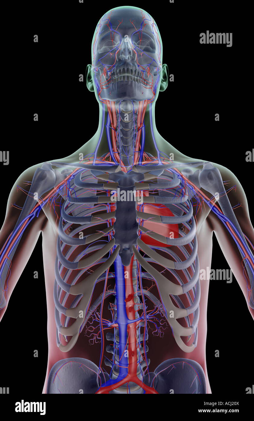 The blood supply of the upper body Stock Photo - Alamy