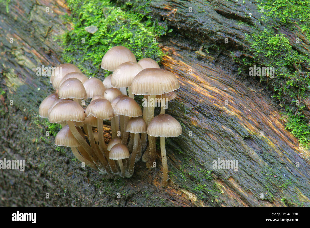 ENGLAND , Northumberland, Allen Banks. Autumn shot of un-identified fungi / mushroom / toad stool. Stock Photo