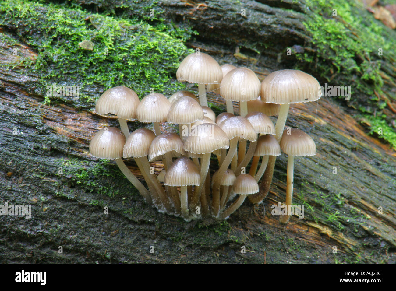 ENGLAND , Northumberland, Allen Banks. Autumn shot of un-identified fungi / mushroom / toad stool. Stock Photo