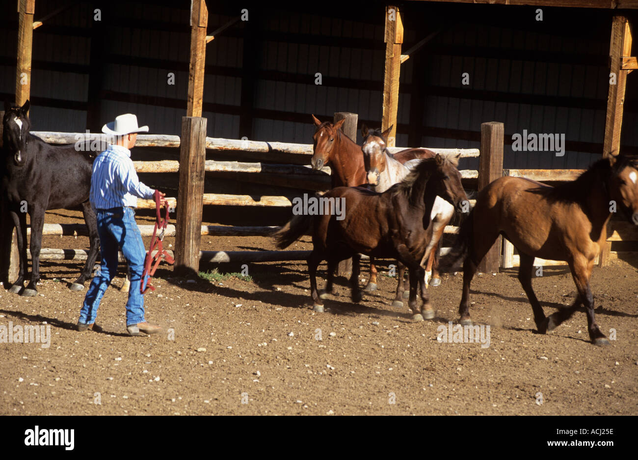 Lonesome Spur ranch Montana cattle round up in the fall with visitors ...
