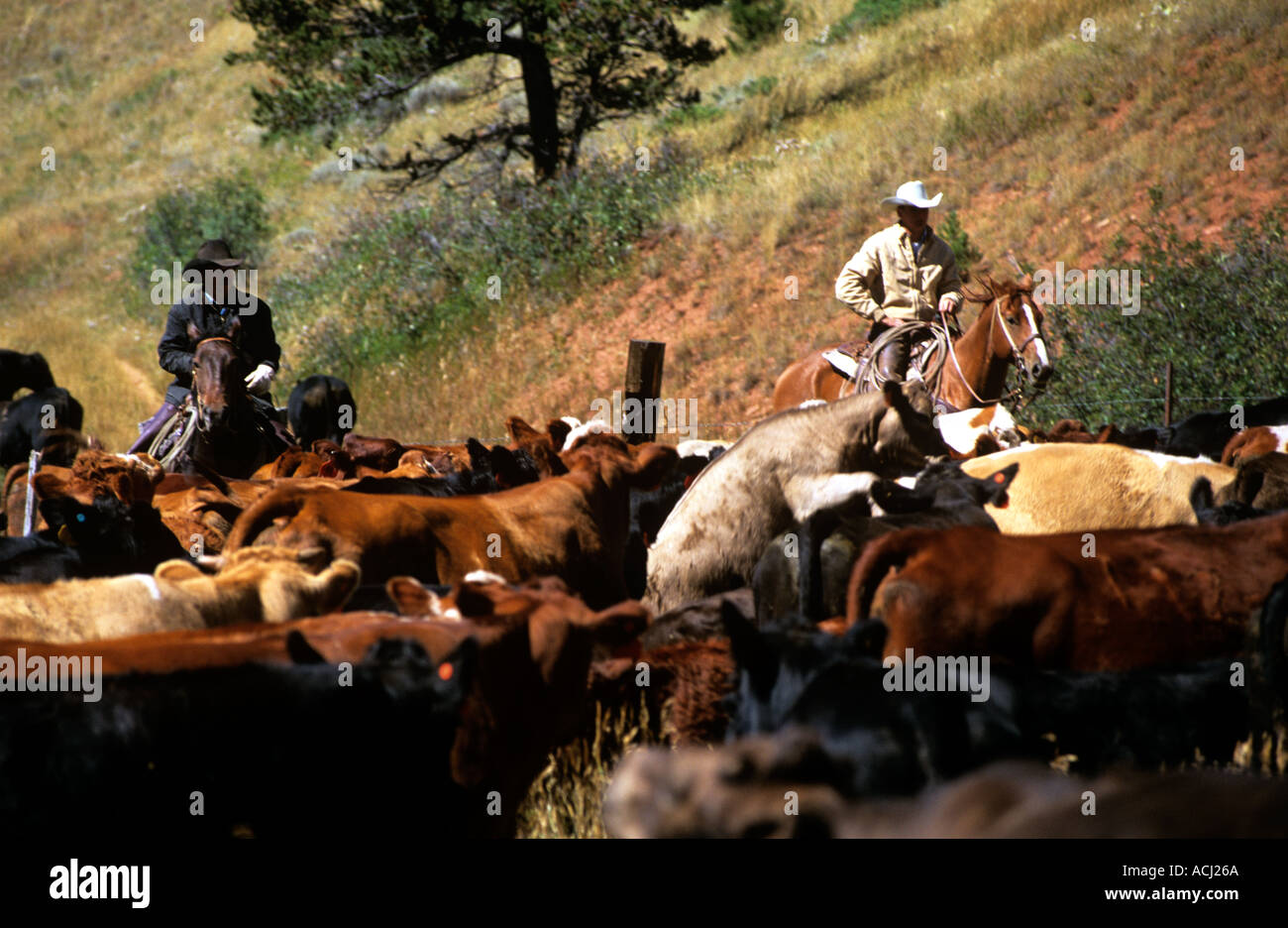 Lonesome Spur ranch Montana cattle round up in the fall with visitors ...