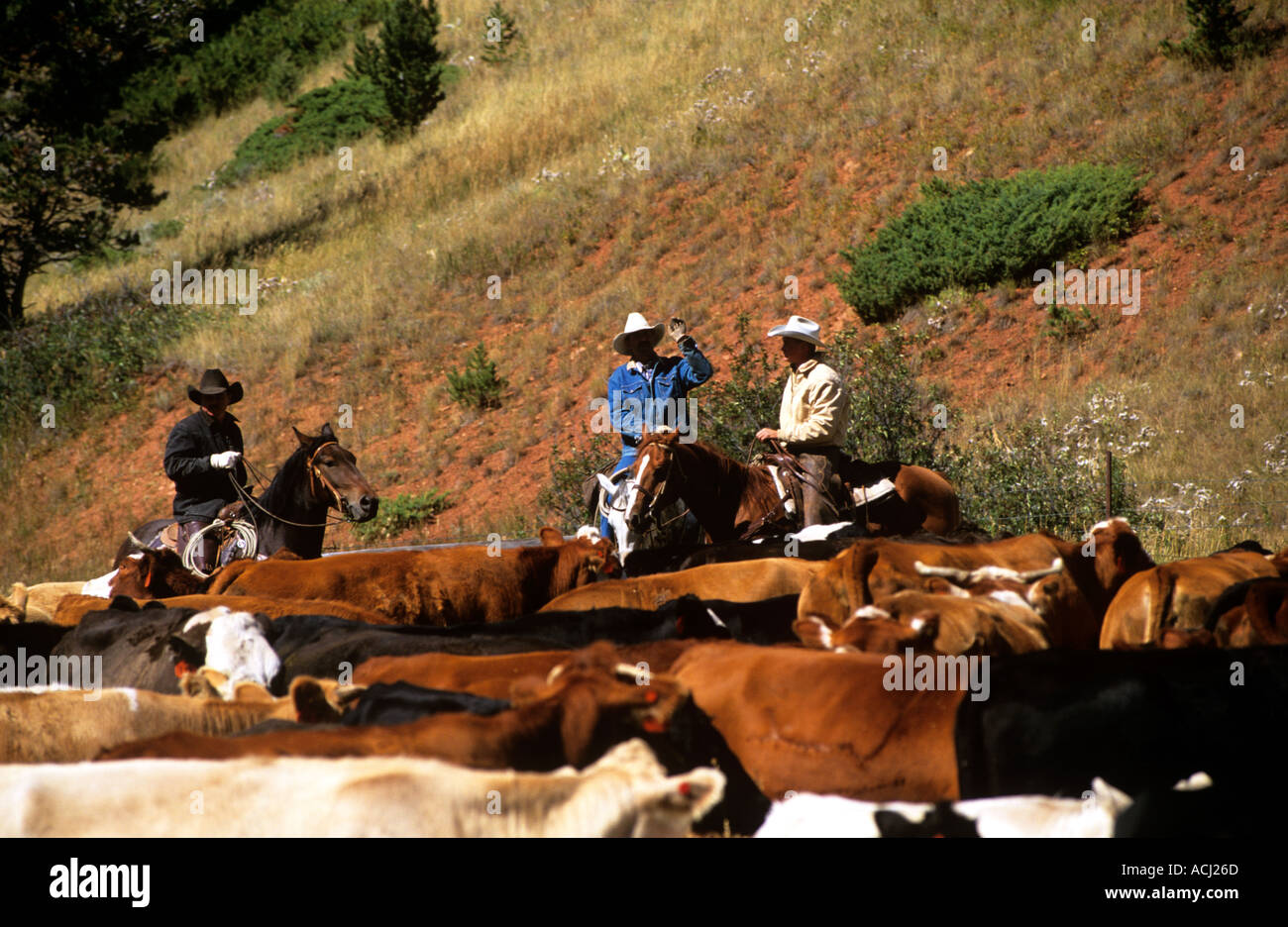 Lonesome Spur ranch Montana cattle round up in the fall with visitors