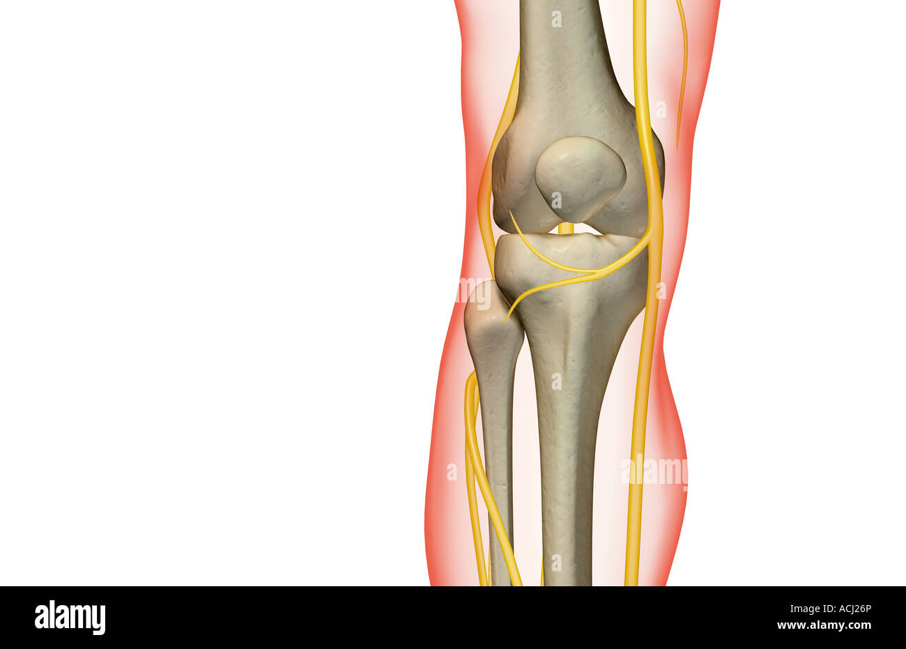 The nerves of the knee Stock Photo Alamy