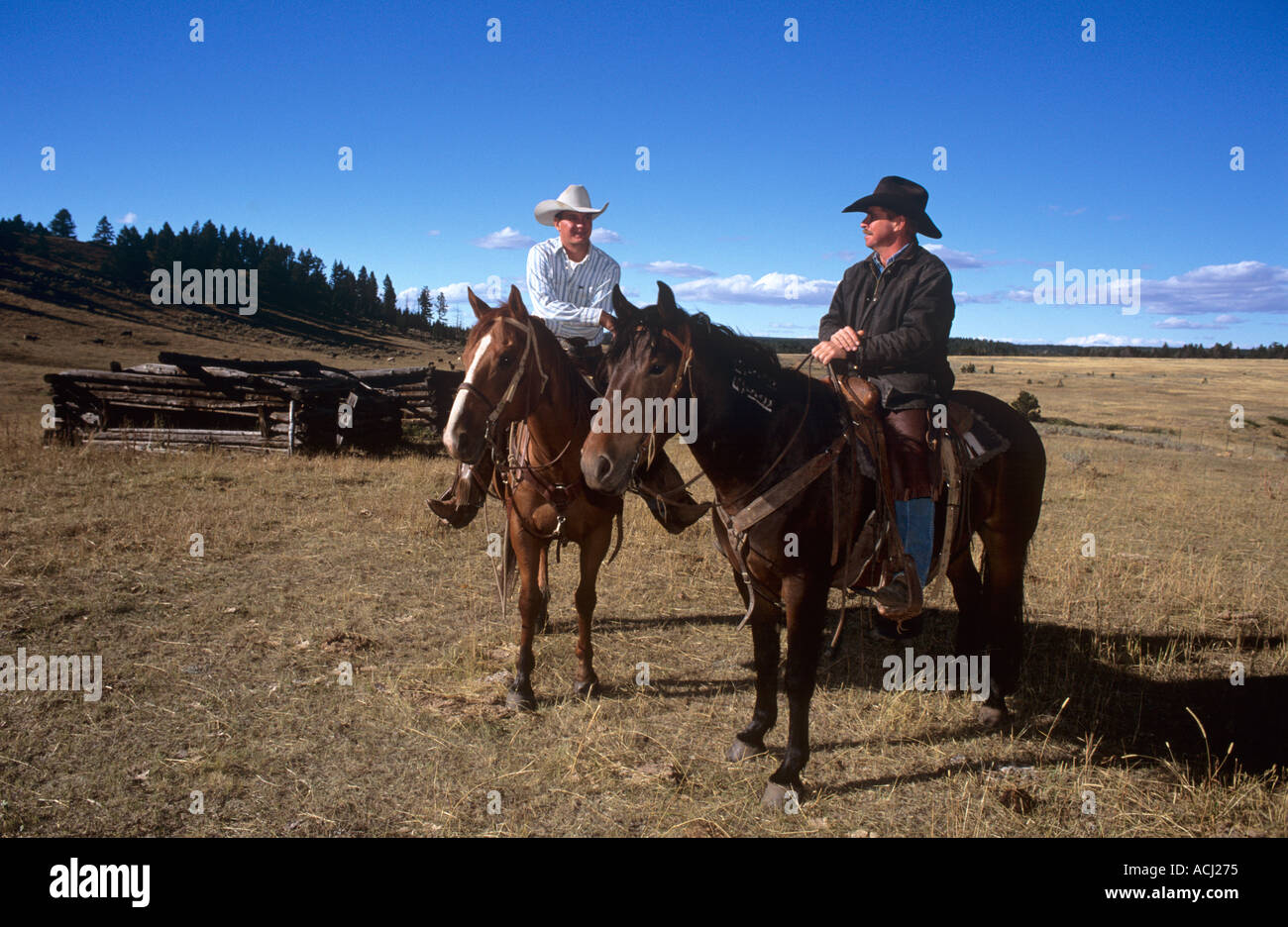 Lonesome Spur ranch Montana cattle round up in the fall with visitors ...