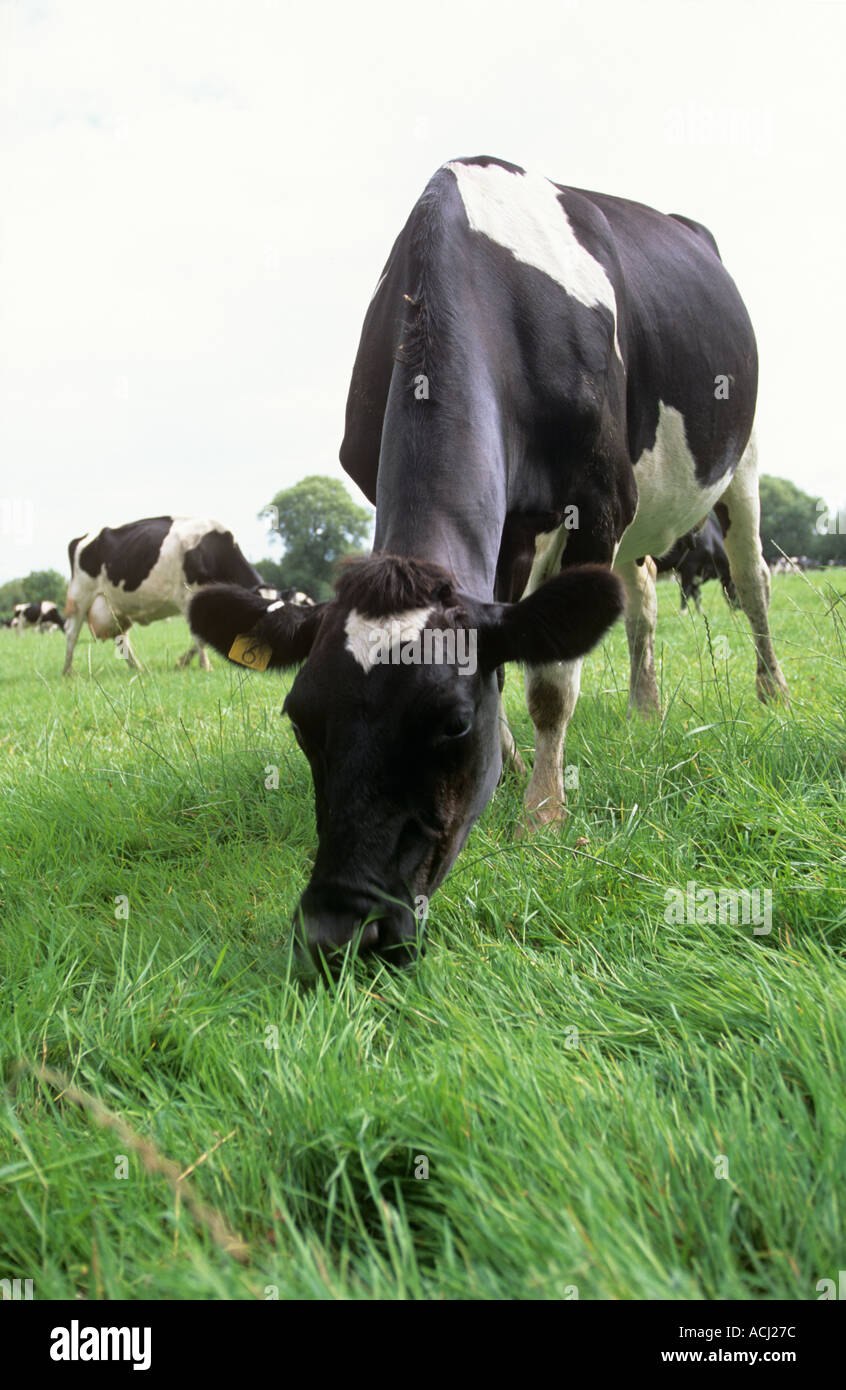 Holstein friesian dairy cow grass hi-res stock photography and images ...