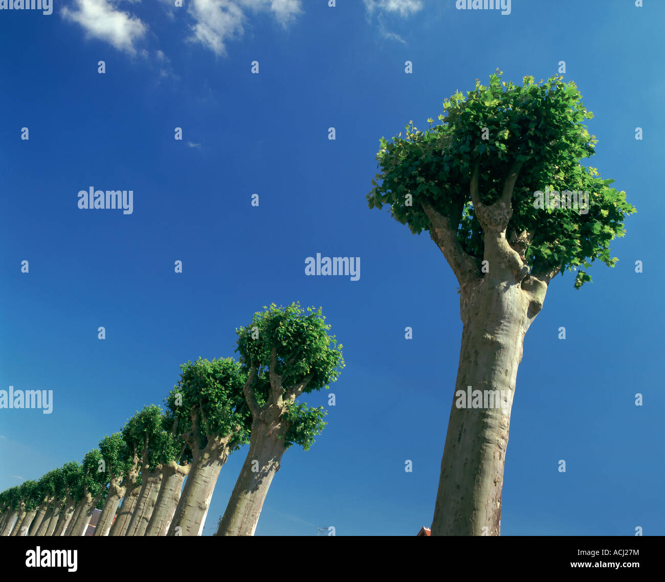 Trees in alignment hi-res stock photography and images - Alamy
