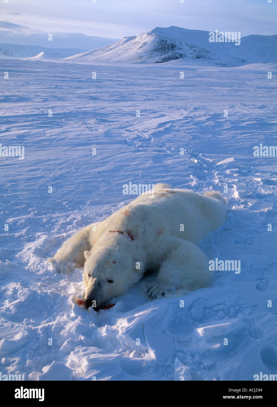 Male Polar bear tranquilised on sea ice in arctic spring after weighing aging for Norsk Polar Research Institute project Sval Stock Photo