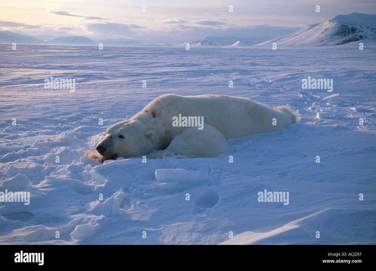 Male Polar bear tranquilised on sea ice in arctic spring after weighing aging for Norsk Polar Research Institute project Sval Stock Photo