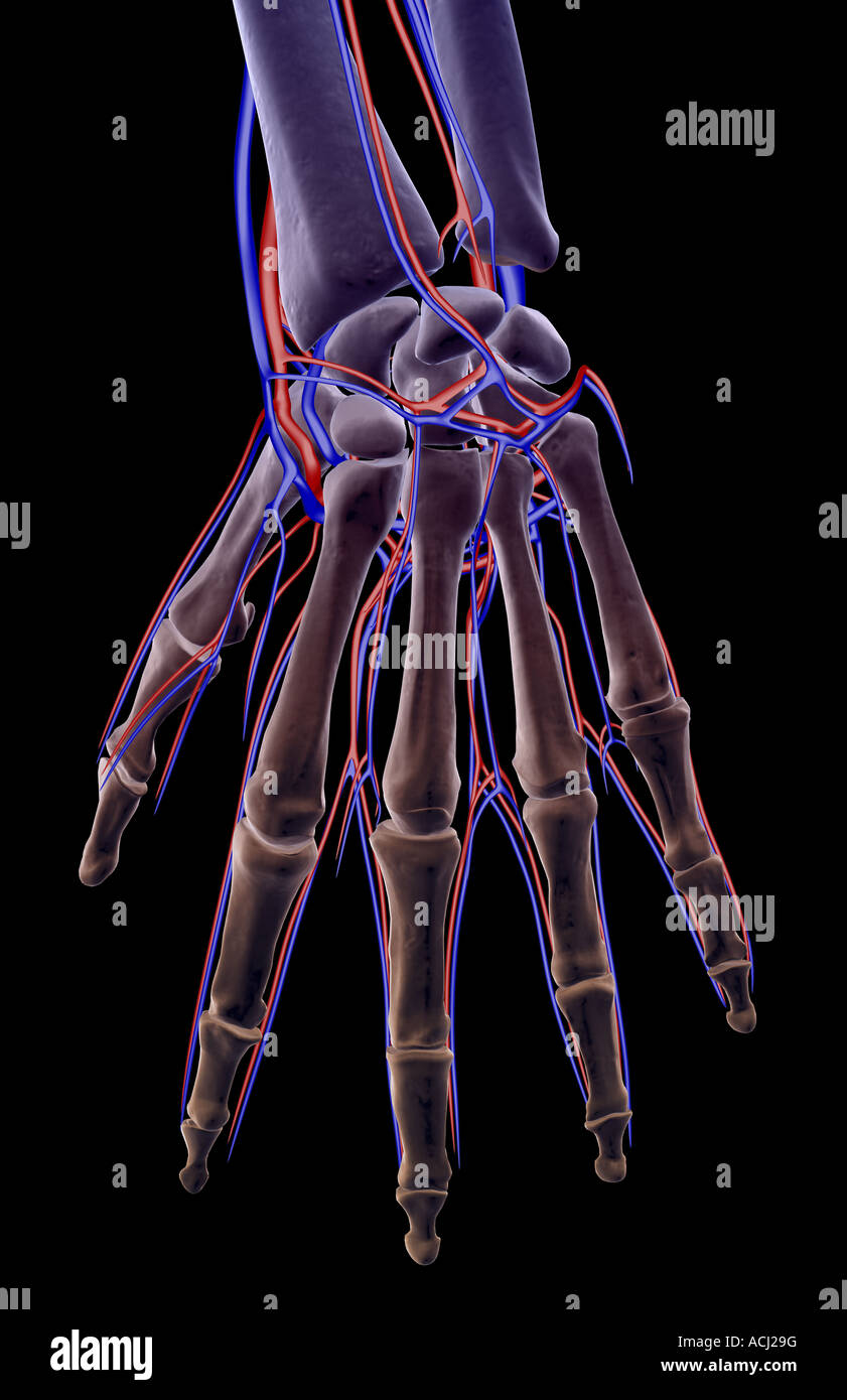 The blood supply of the hand Stock Photo