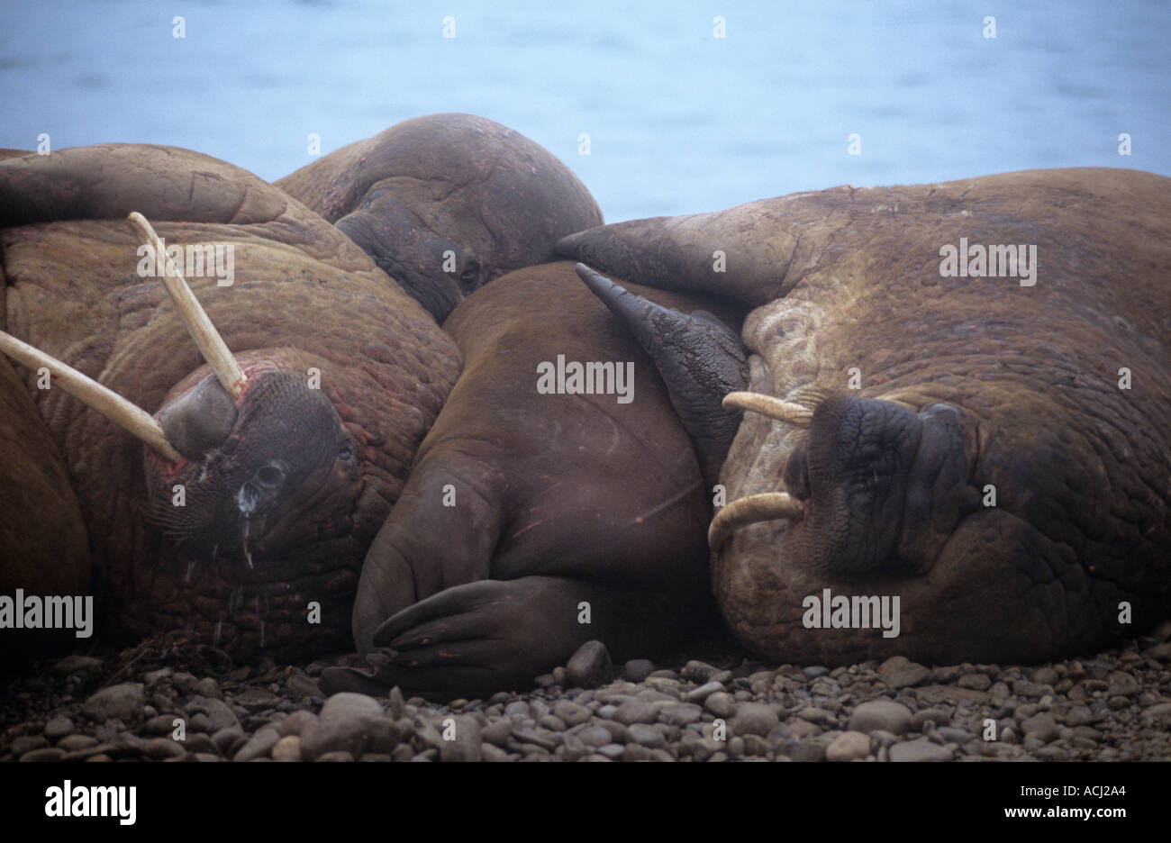 Walrus on beach Svalbard Stock Photo