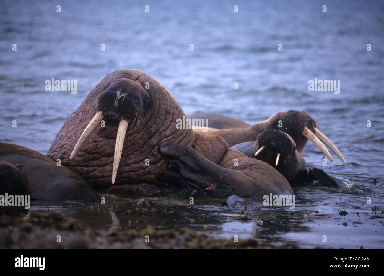 Walrus on beach Svalbard Stock Photo