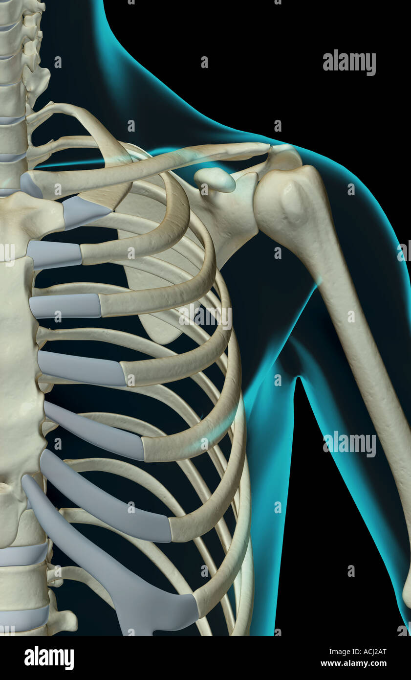 The bones of the shoulder Stock Photo Alamy