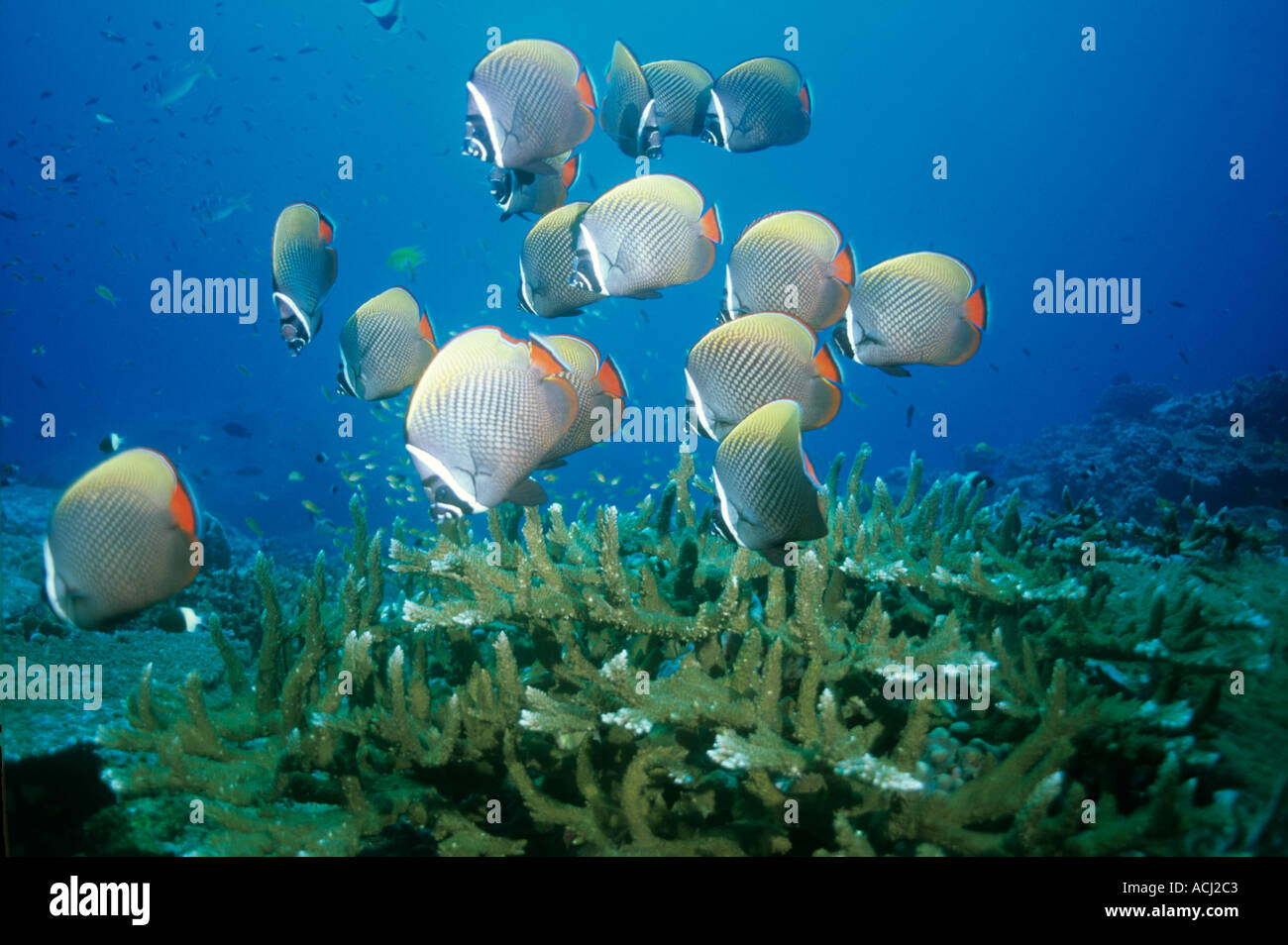 Collare butterflyfish in spawning aggregation above hard coral Similan Island Thailand Stock Photo