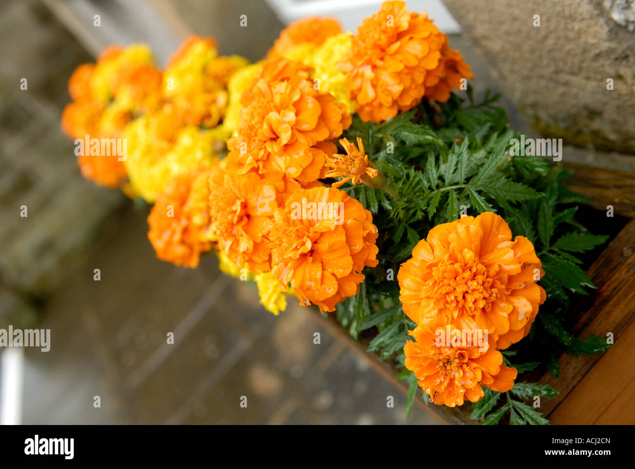 French marigolds. Stock Photo