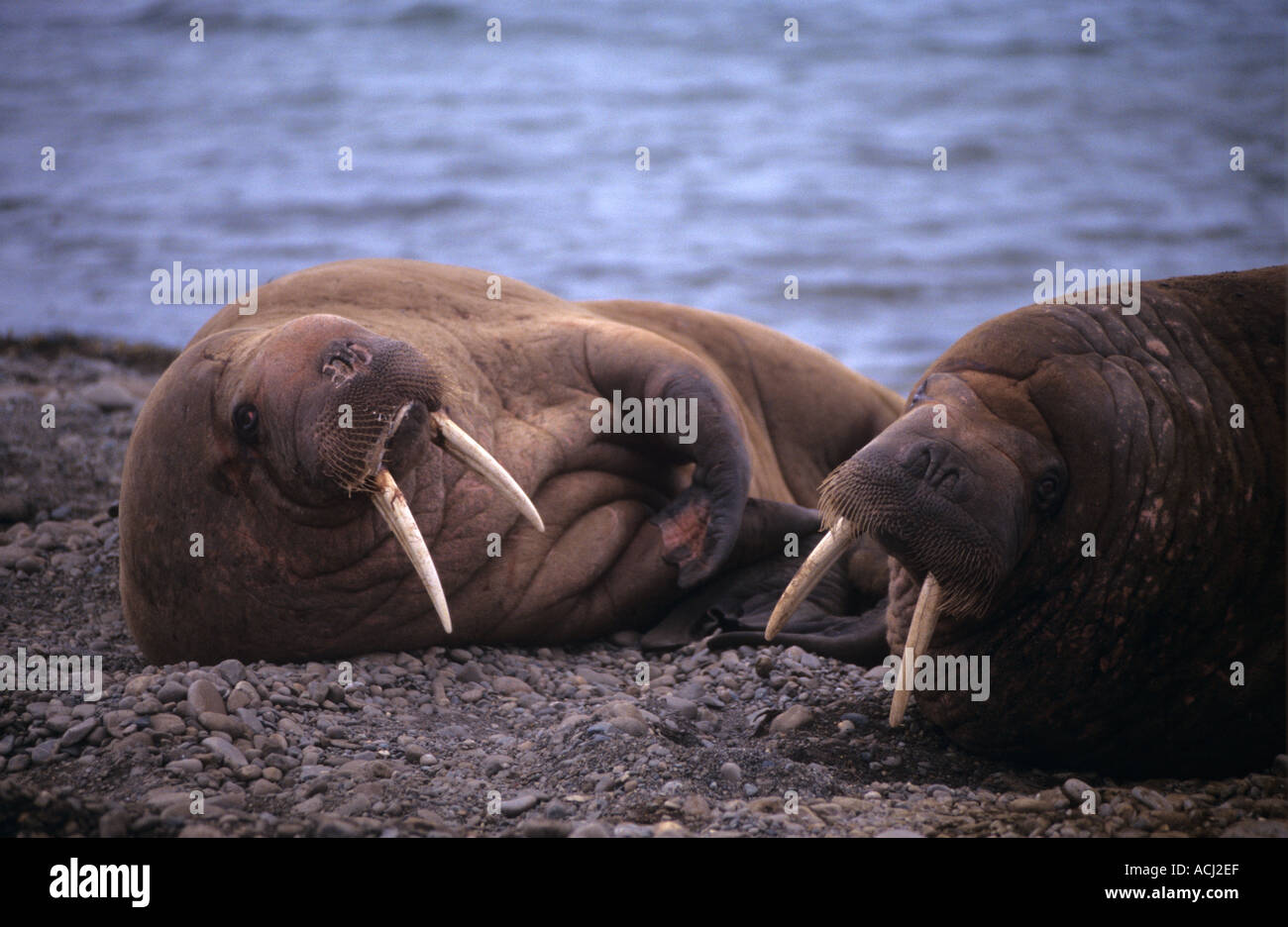 male or bull Walrus on a haulout beach Prins Karlsforland svalbard spitsbergen Stock Photo
