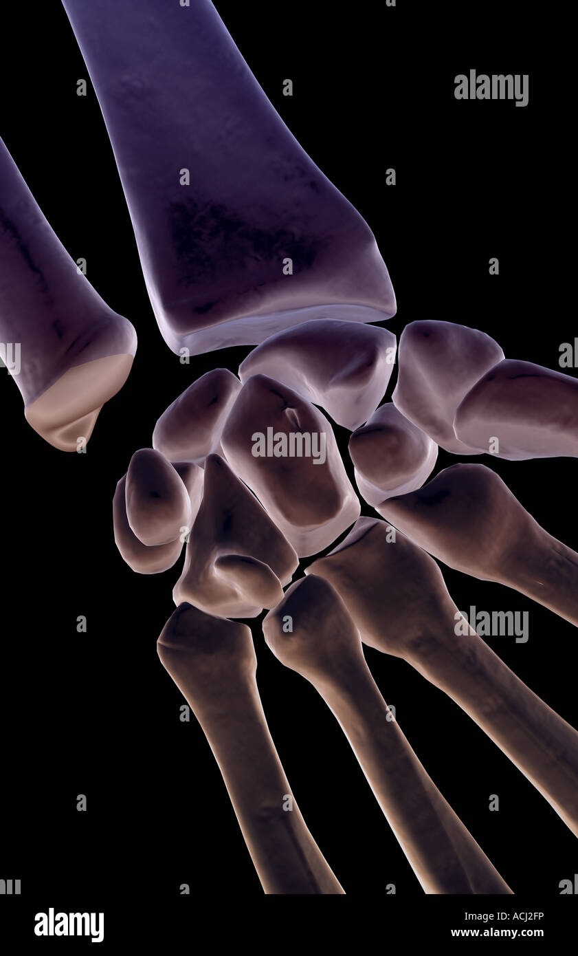 Wrist carpals anatomy hi-res stock photography and images - Alamy