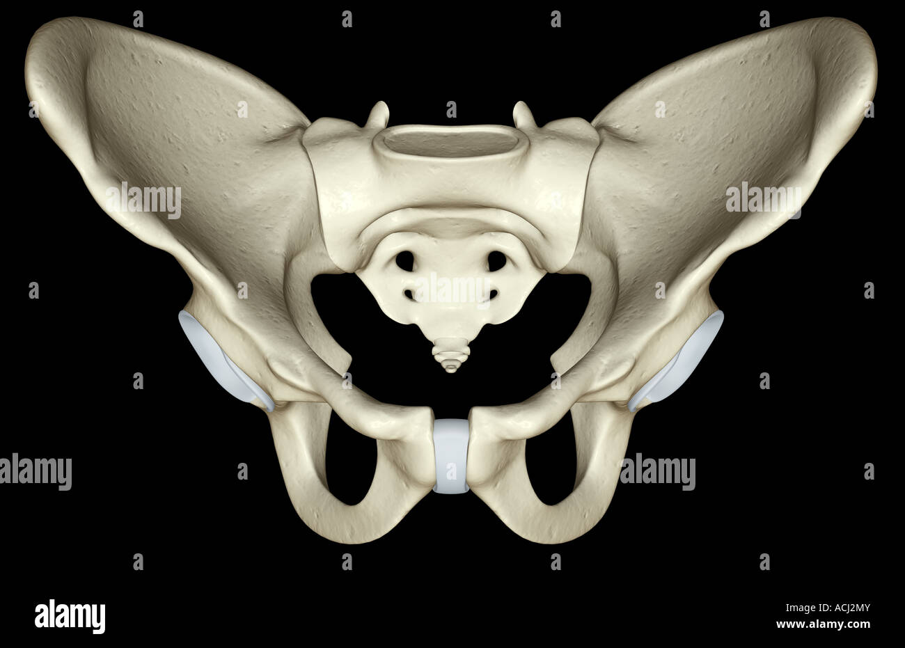 The bones of the pelvis Stock Photo - Alamy