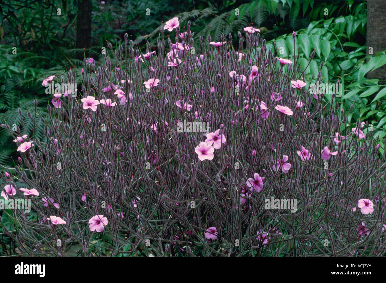 Madeira botanical garden flowers plants Stock Photo Alamy