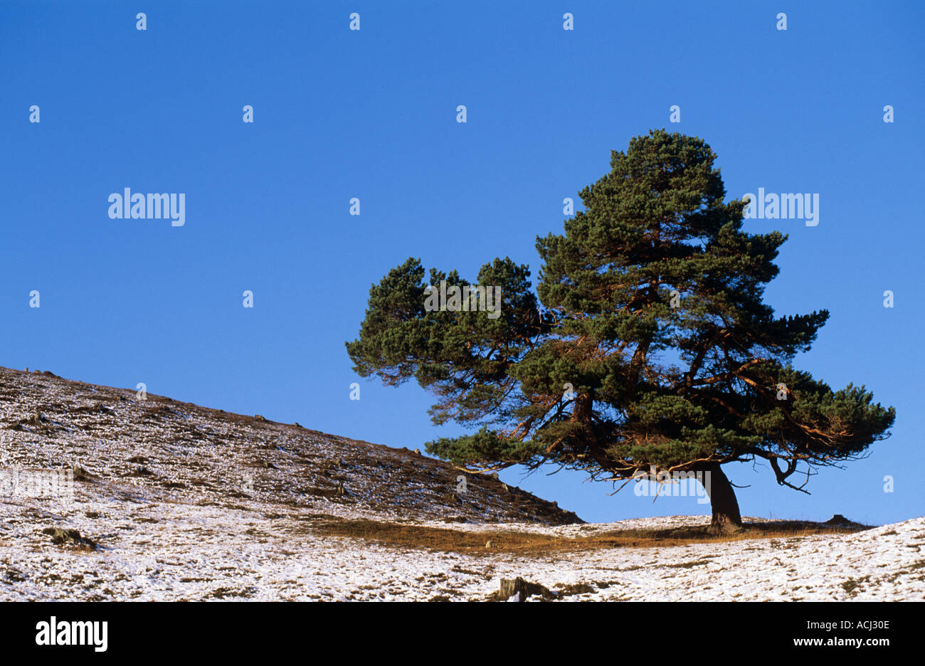 Caledonian pine in winter scene Royal Deeside Scotland Stock Photo