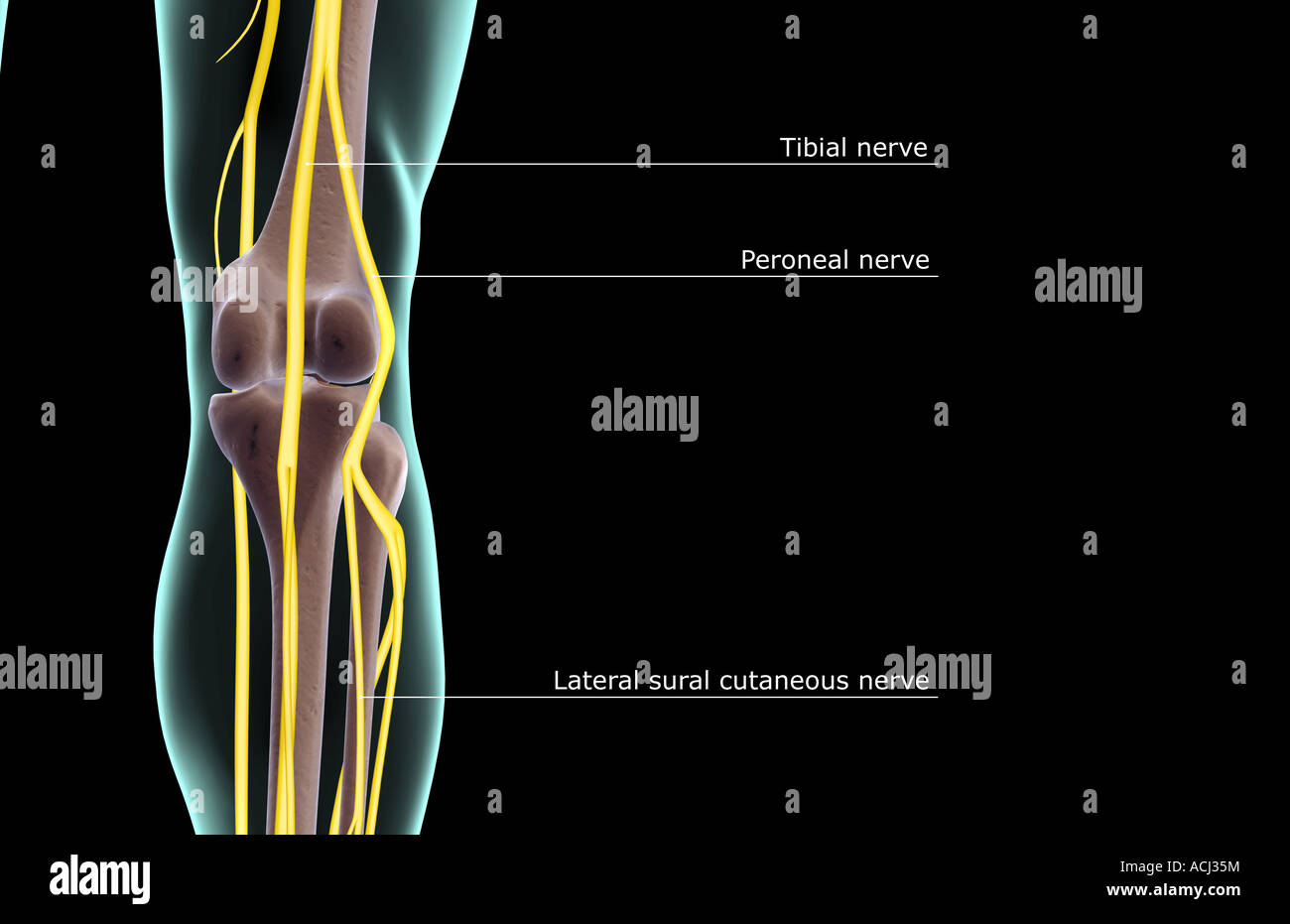 The nerve supply of the knee Stock Photo Alamy