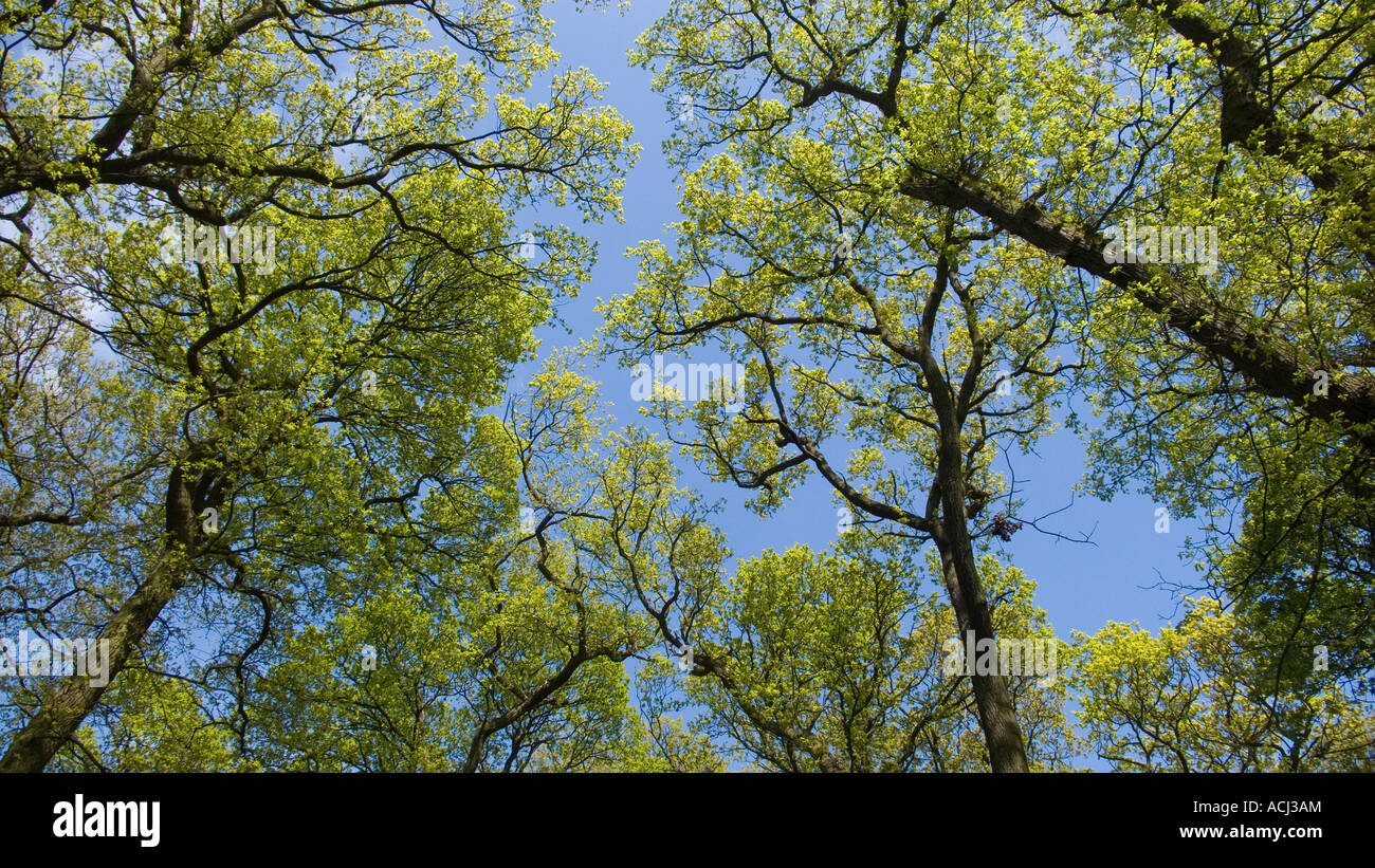 Bright green leaves of the oak tree against a blue sky landscape Stock ...
