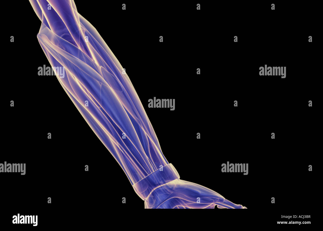 The muscles of the forearm Stock Photo