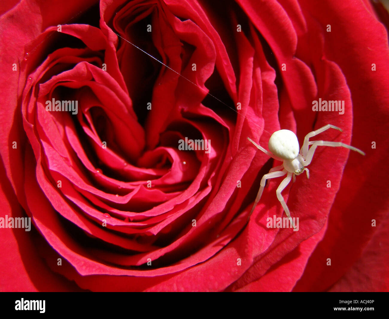 White crab spider on red rose Stock Photo Alamy