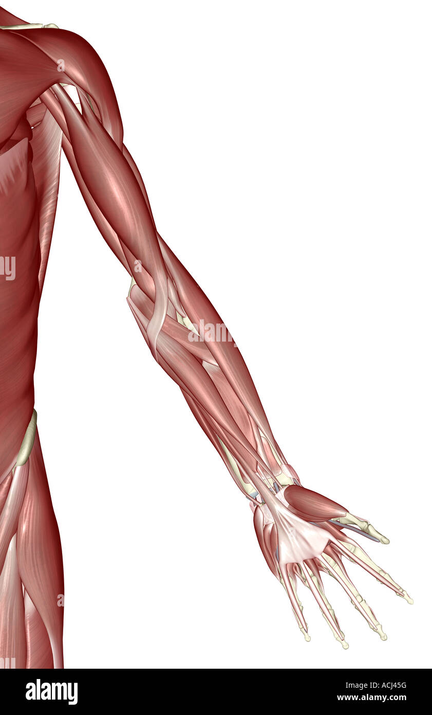 The muscles of the upper limb Stock Photo