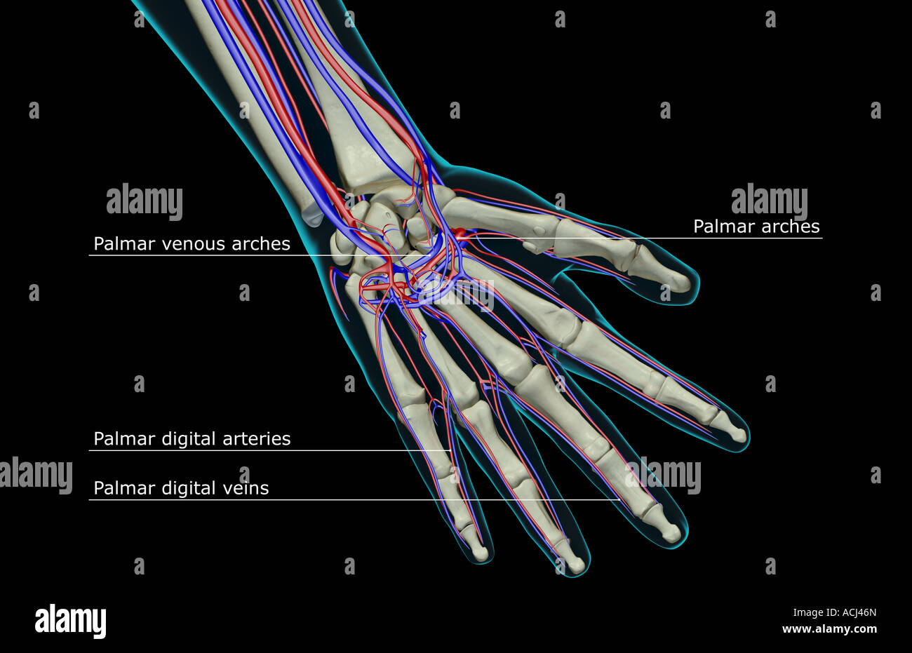The blood supply of the hand Stock Photo