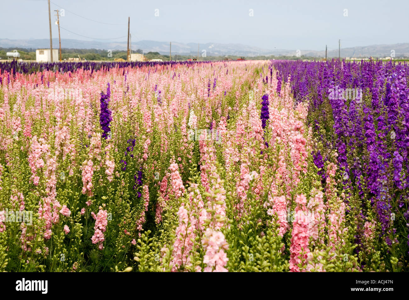 Flower fields in Lompoc Stock Photo Alamy