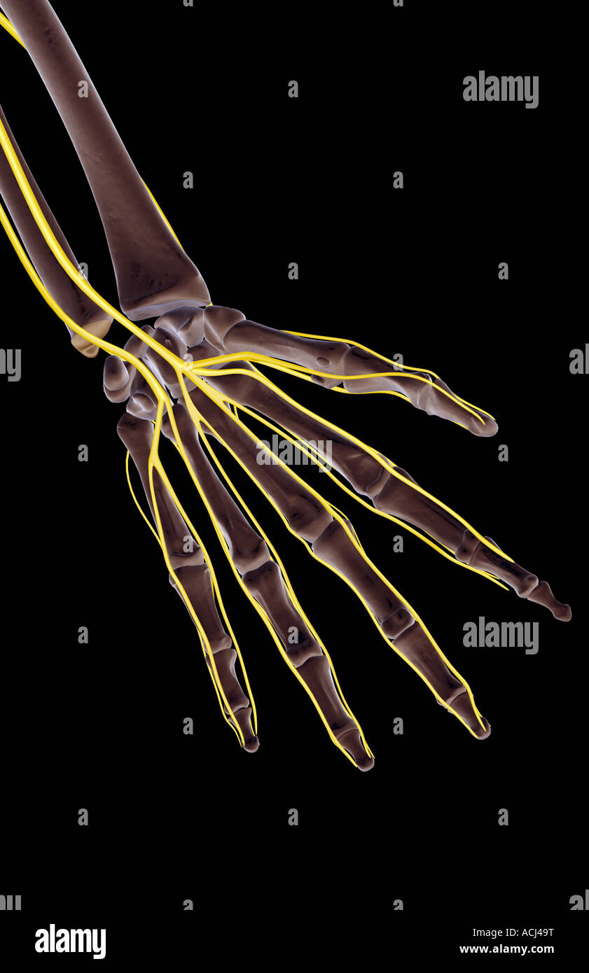 Human Hand Nerves Illustration Stock Photos & Human Hand Nerves
