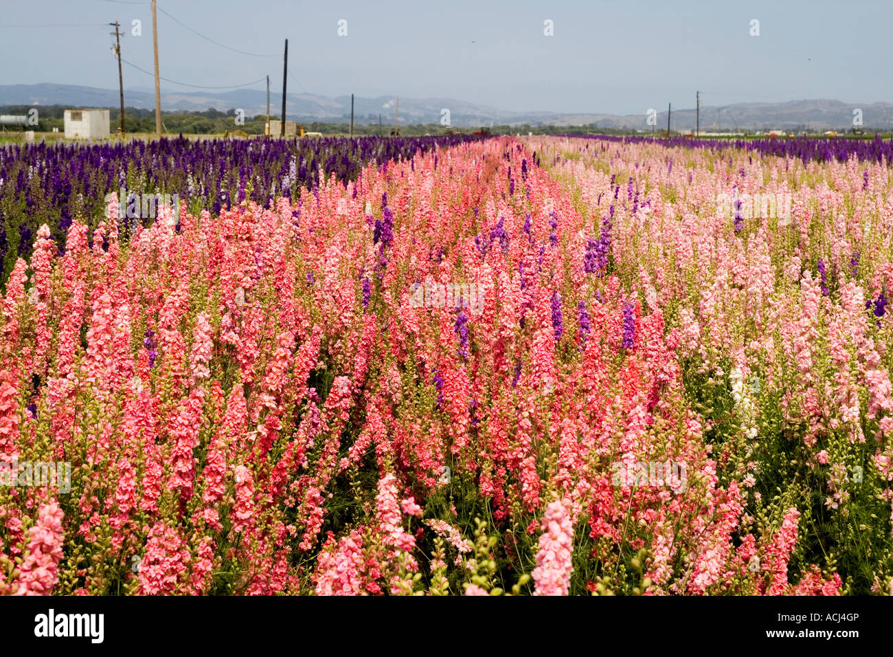 Flower fields in Lompoc Stock Photo Alamy