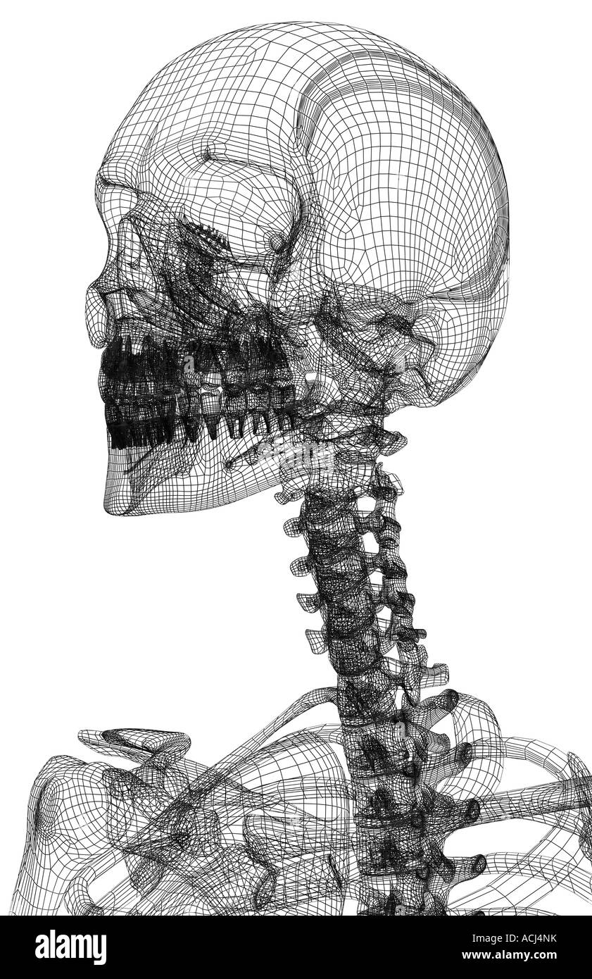The bones of the head and neck Stock Photo Alamy