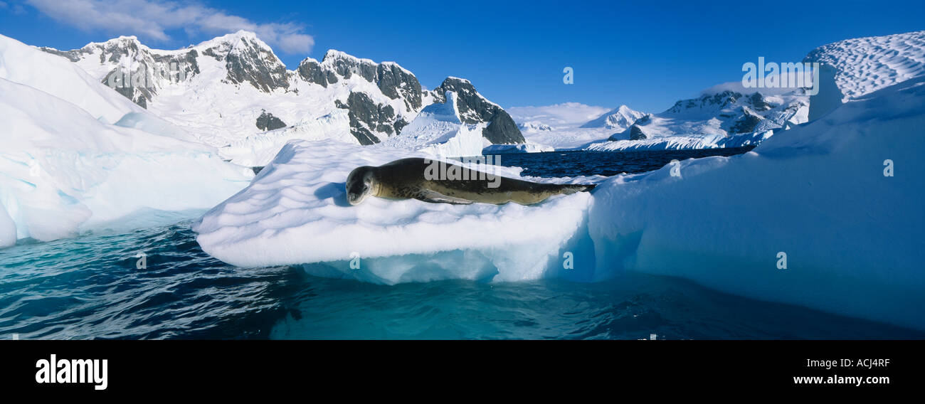 Antarctica Boothe Island Leopard Seal Hydrurga leptonyx hauled out on iceberg near Port Charcot and Lemaire Channel Stock Photo