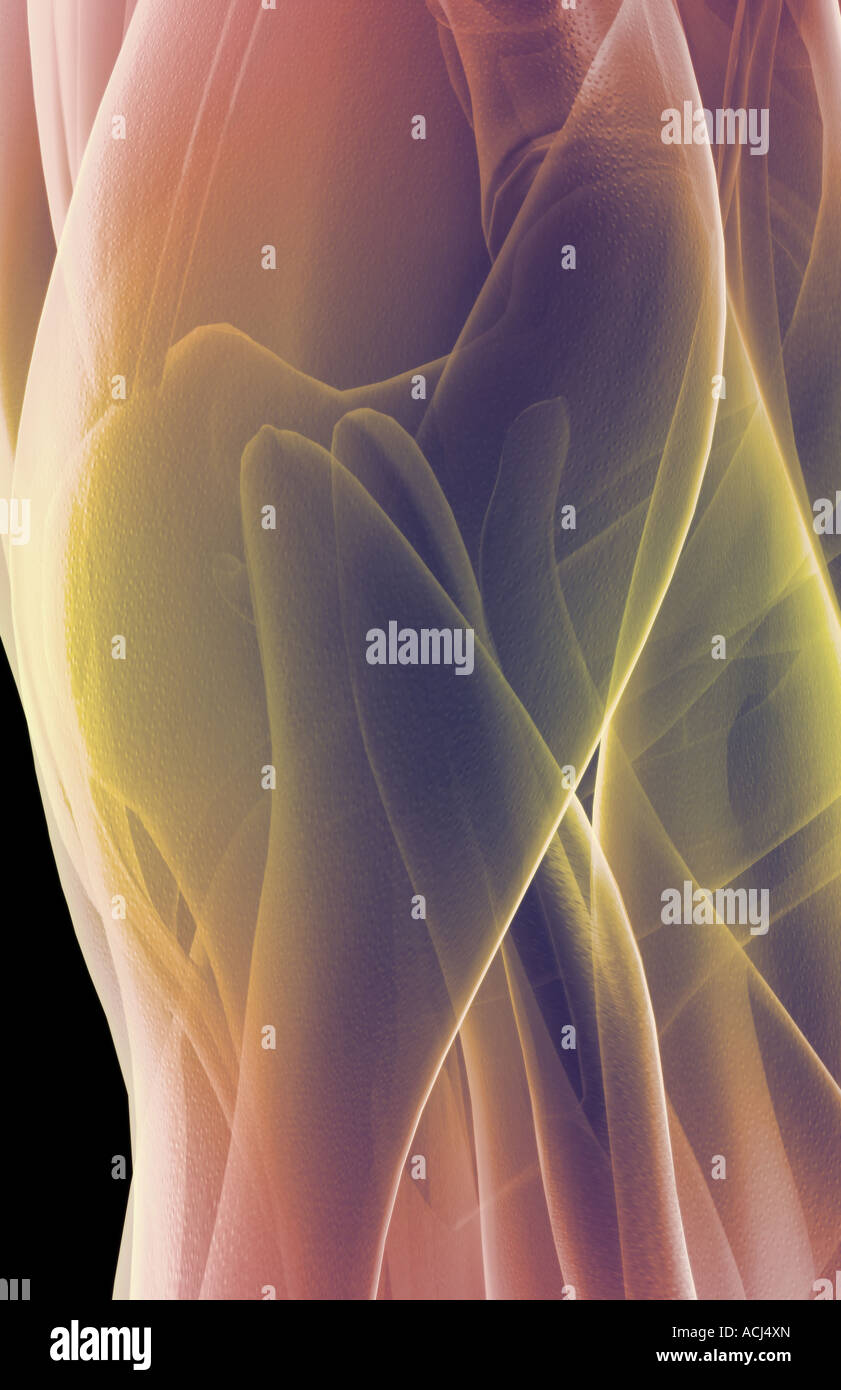 The muscles of the hip Stock Photo