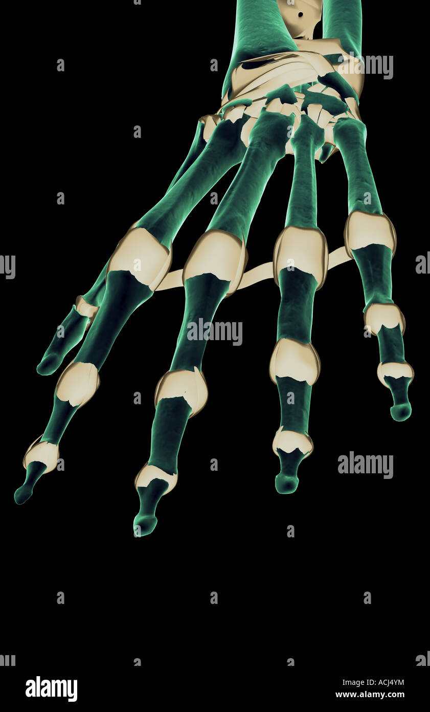 The ligaments of the hand Stock Photo