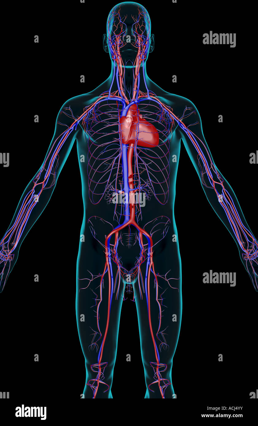The blood supply of the upper body Stock Photo