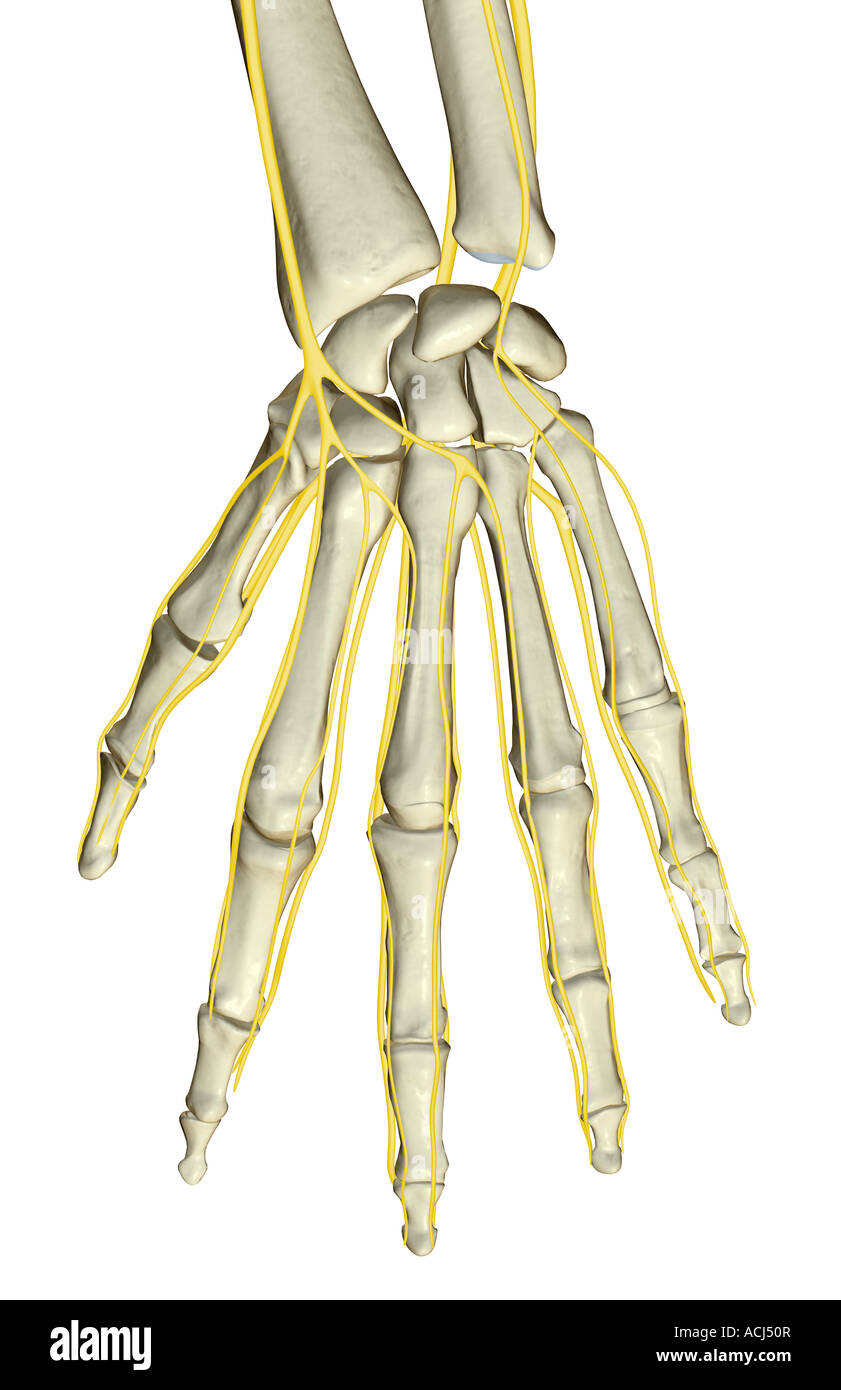 Nerves Hand High Resolution Stock Photography and Images - Alamy