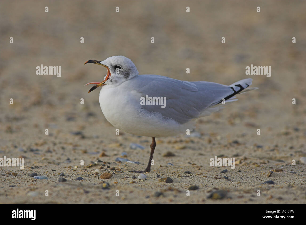 Immature Mediterranean Gull (Larus melanocephalus) yawning, Norfolk, England Stock Photo