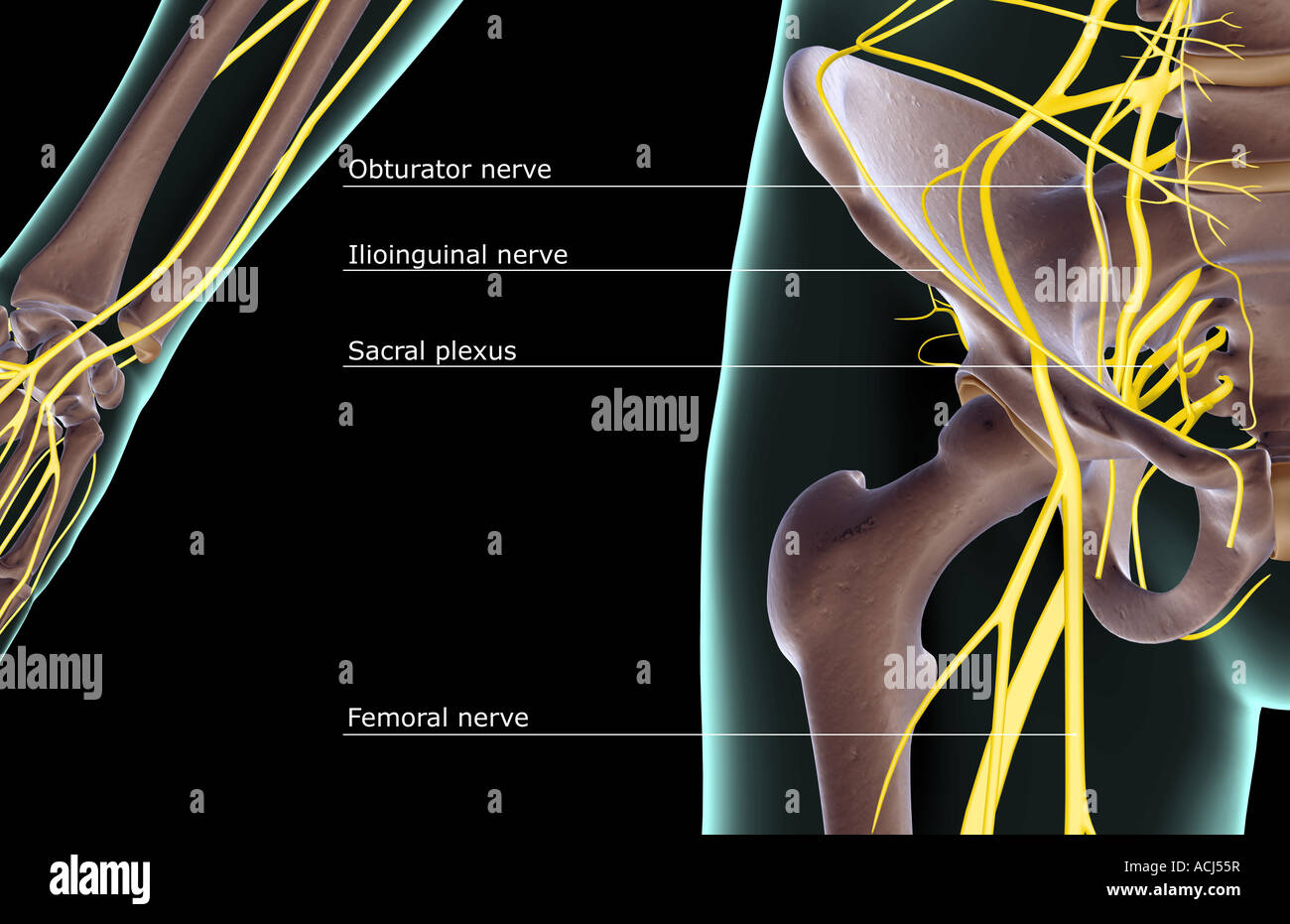 Hip Abduction Nerve at Emil Bentley blog Hip Abduction Nerve at Emil Bentley blog