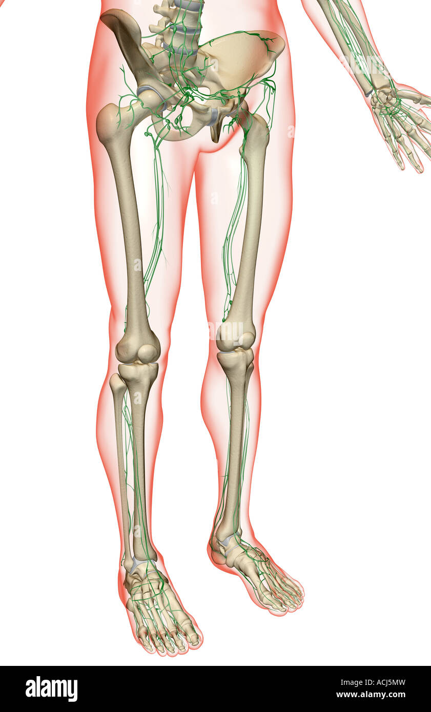 Limf Body The lymph supply of the lower body Stock Photo - Alamy