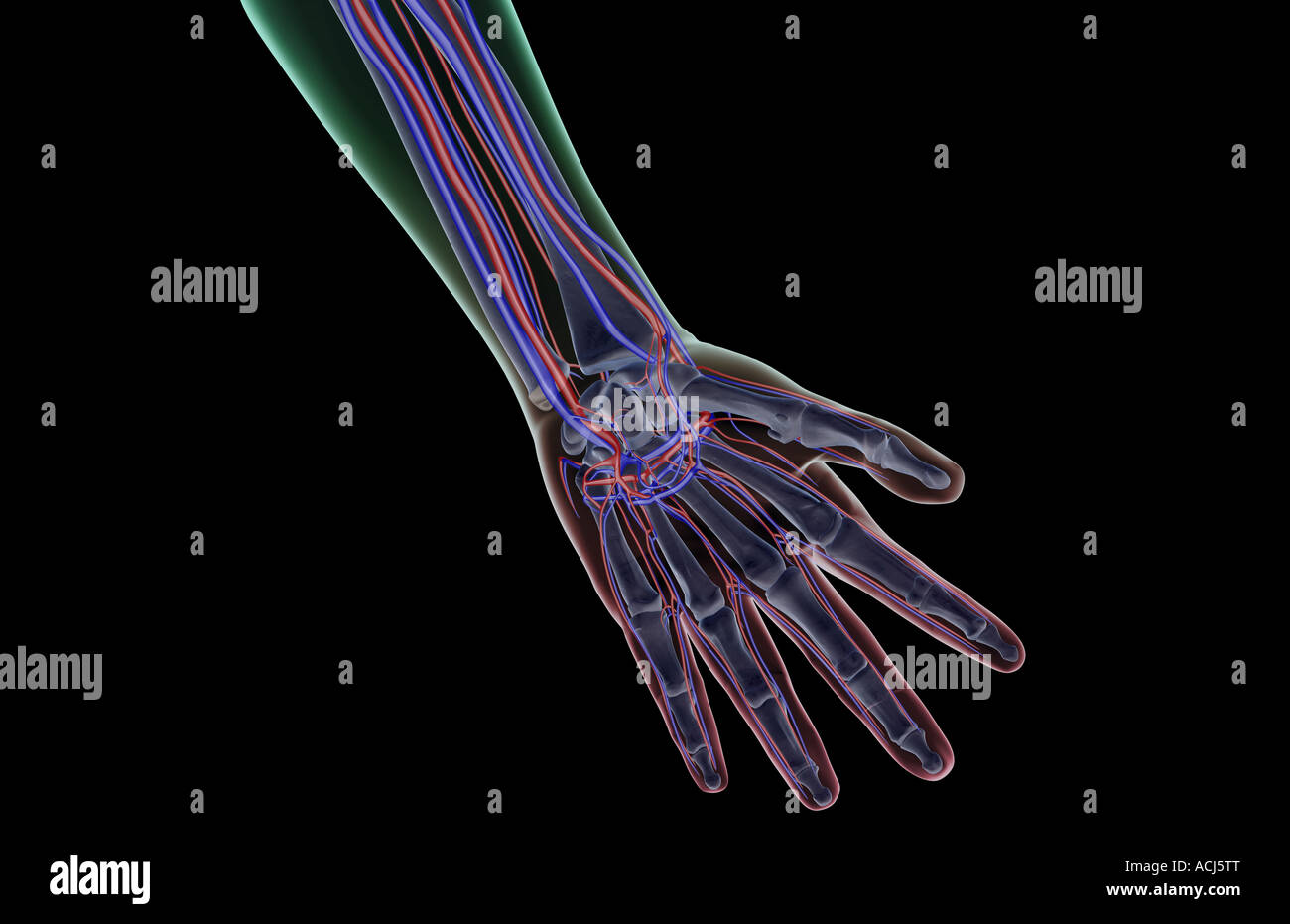 The blood supply of the hand Stock Photo