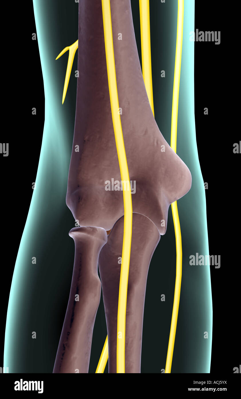 The nerves of the elbow Stock Photo Alamy