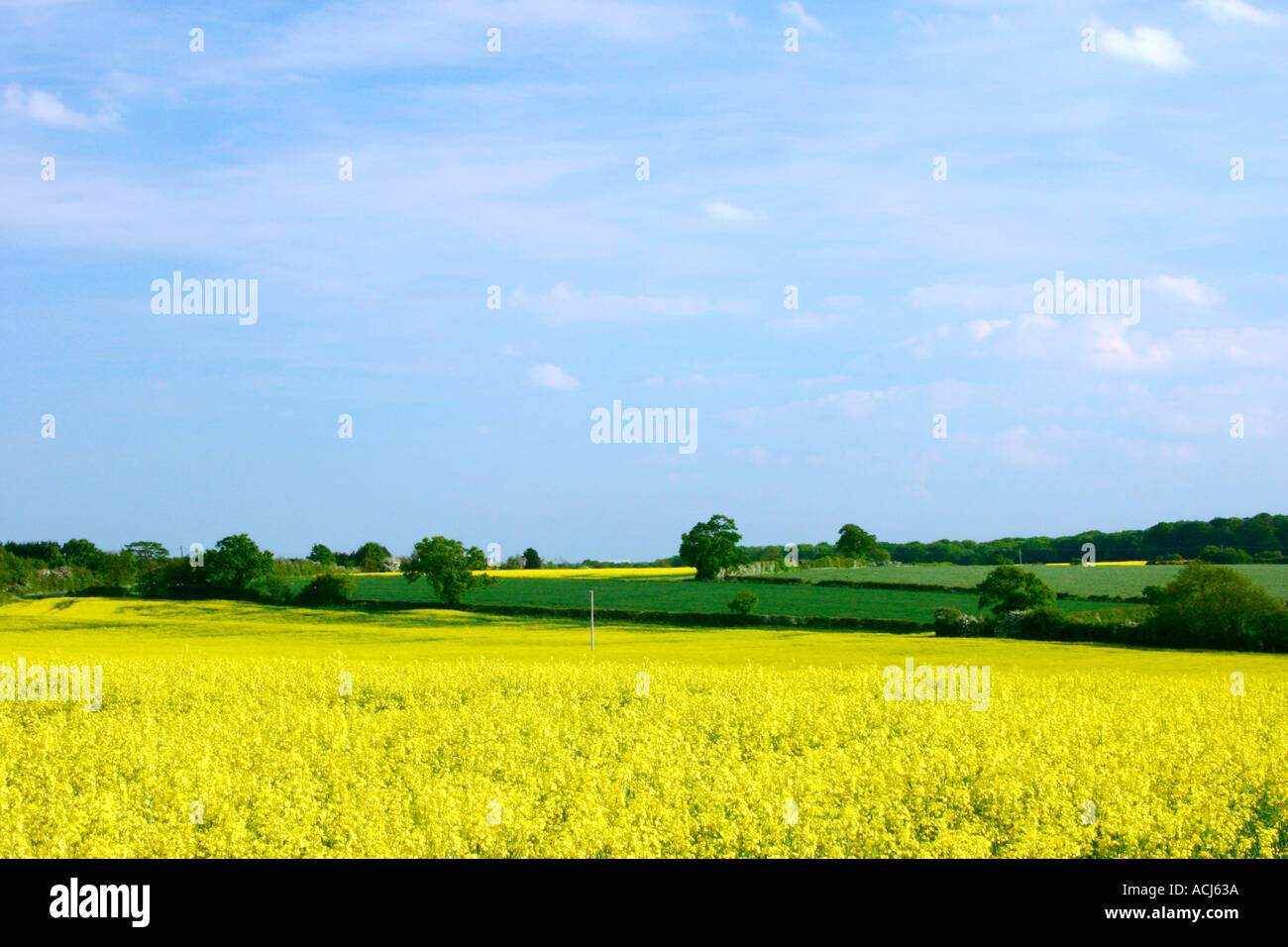 Oil Rape Seed Field Cambridgeshire England Stock Photo - Alamy