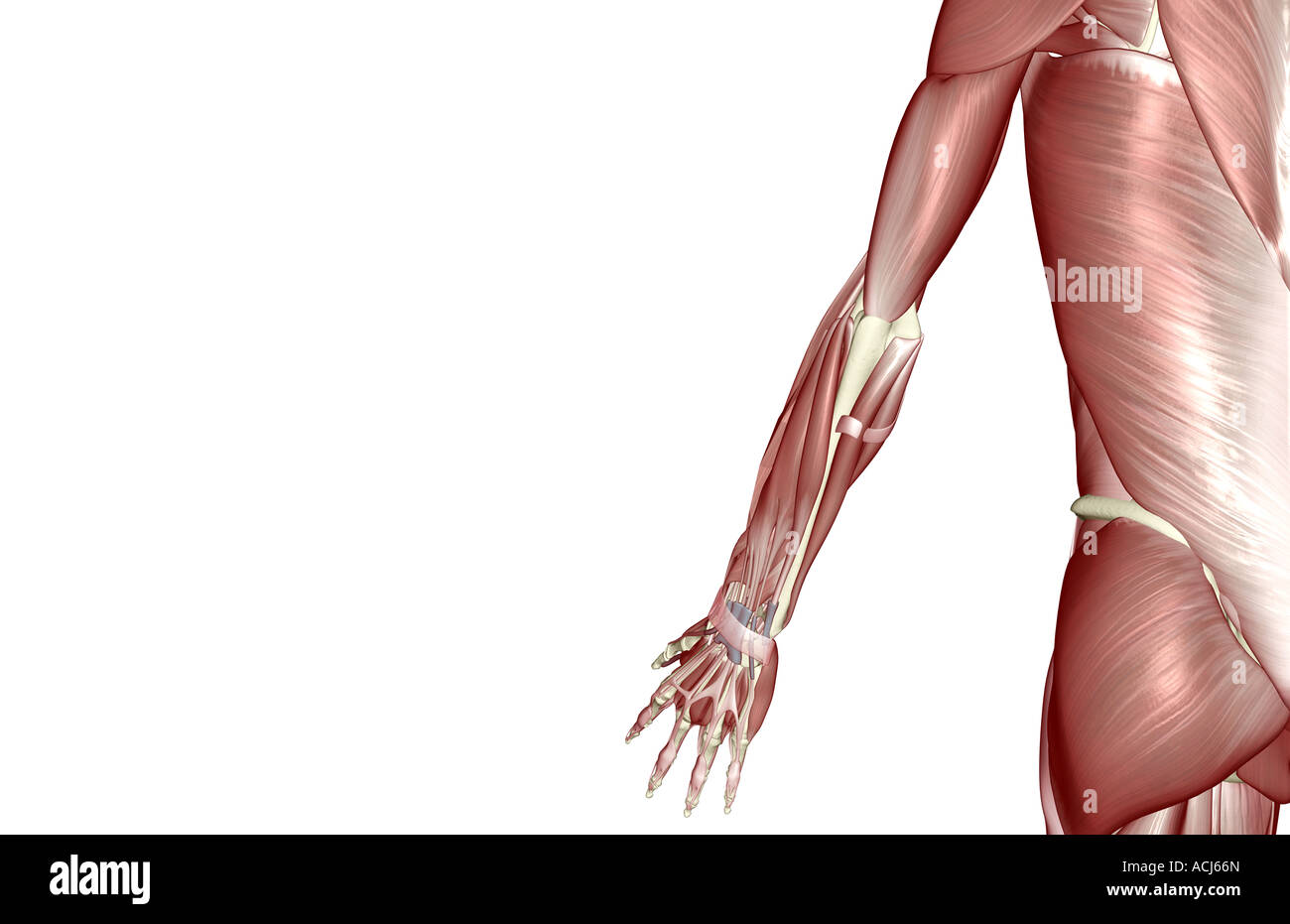 The muscles of the upper limb Stock Photo Biology Diagrams