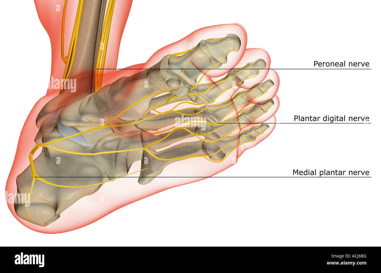 plantar foot anatomy nerves